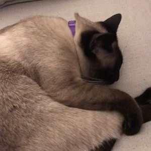 Meet your Posher, Tia